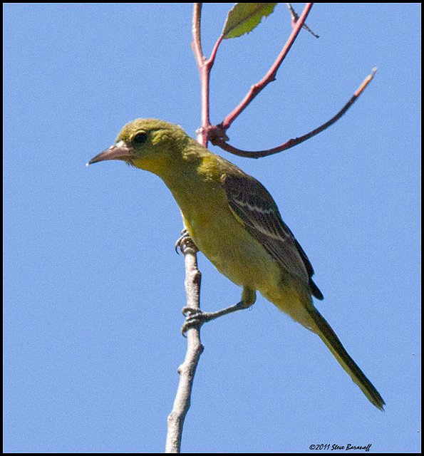 _1SB5583 hooded oriole female.jpg